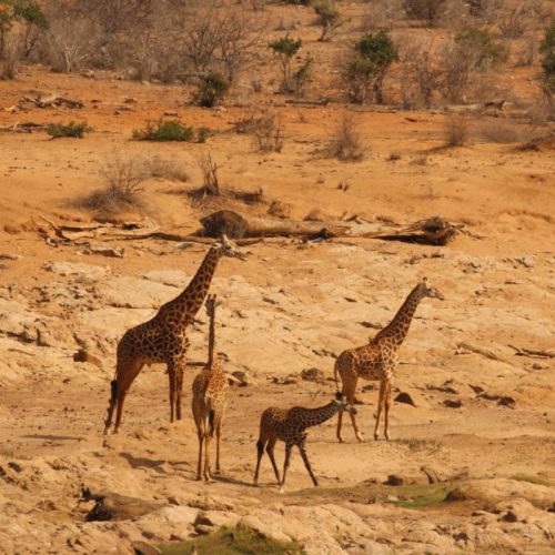 Kulalu Camp Giraffe by the river